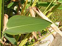 Thalia dealbata (fam. Marantacees) (sud-est USA) (Parc de la tete d'or) (2) (Photo F. Mrugala)